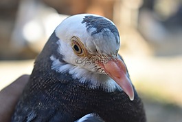 鴿子,鳥,動物