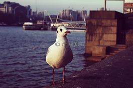 海鷗,鷗,鳥