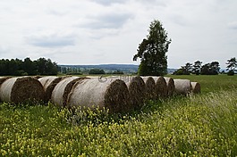 野生花卉,野生花卉草甸,草地