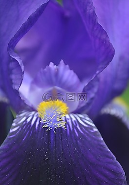 花,夏季,藍(lán)色