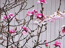 不列顛哥倫比亞省,高貴林港,開花