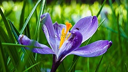 藏紅花,花,春天