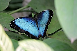 蝴蝶,bug,性質(zhì)