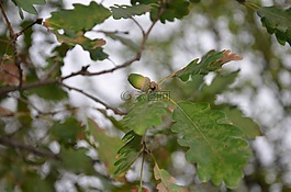 橡樹(shù),樹(shù),橡子