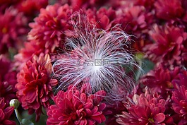 媽媽,紅色,模糊