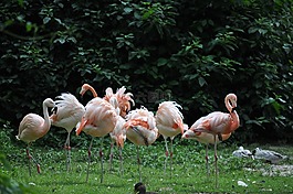 火烈鳥(niǎo),動(dòng)物園,粉紅色