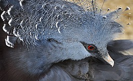 動物園,鳥,野生鳥