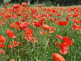 罌粟,klatschmohn,紅色