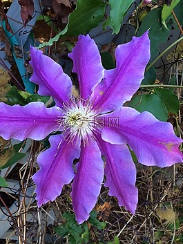 铁线莲,紫色花,开花藤蔓