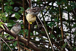 麻雀,鳥,食品
