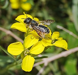 野生蜂,鲜花,黄色