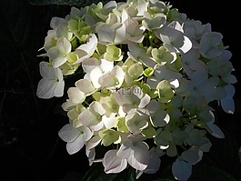 白,繡球,鮮花