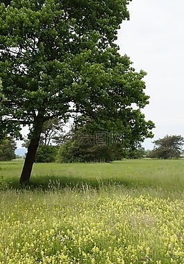 草地,野生花卉,野生花卉草甸