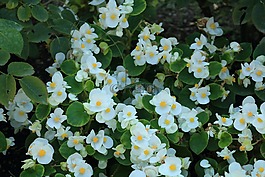 花卉,狗,綠色