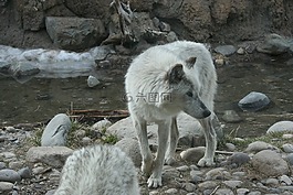 狼,黃石公園,動物