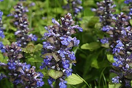 ajuga günsel,鲜花,春天