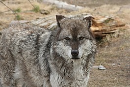 狼,動物,黃石公園