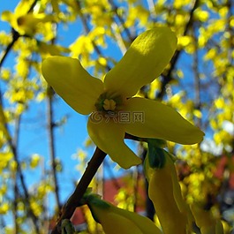 金色的淋浴,花,植物