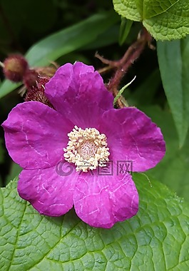 自然,花,植物區(qū)系