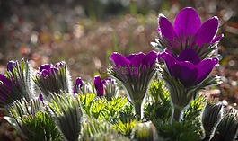 銀蓮花,春,花的
