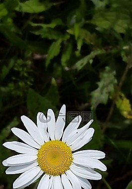 自然,植物區(qū)系,花