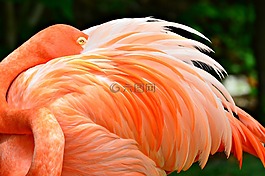 火烈鳥,關(guān)閉了,自然