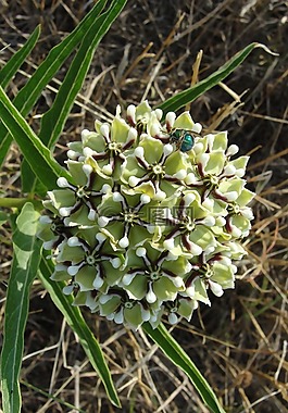 花,雜草,甲蟲