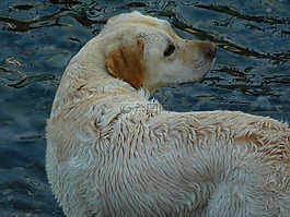 狗,水,湖