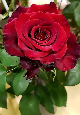 玫瑰,紅色,開花