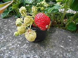 草莓,紅色,水果