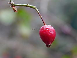 玫瑰果,漿果,羅莎