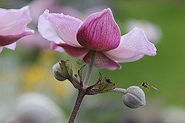 昆虫,飞,花