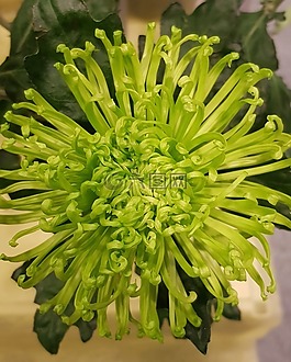 花,綠色,開花