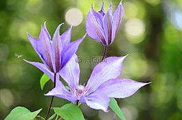 鐵線蓮,鮮花,登山者