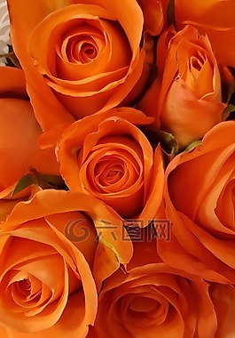 玫瑰,橙,開(kāi)花
