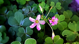 花,植物區(qū)系,粉紅色