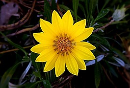 黃色,鮮花,自然