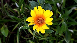 黃色,鮮花,自然