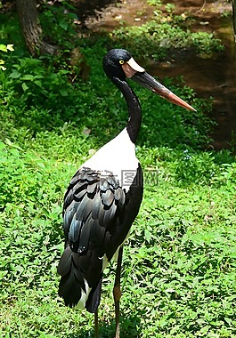 saddlebill鹳,鸟,鹳