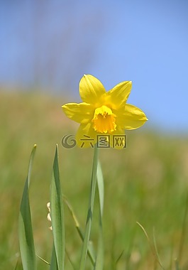 水仙,黃色,花