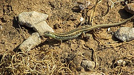acanthodactylus schreiberi,蜥蜴,动物群