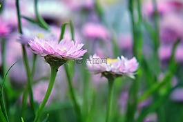 自然,植物區(qū)系,花