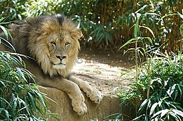 獅子,自然,野生動物