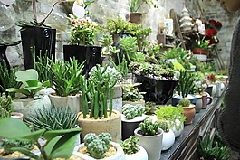 植物,綠色,清新