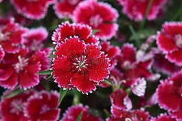 花,自然,植物區(qū)系