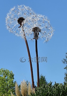 藝術(shù),花,花園