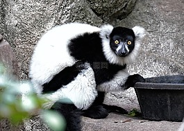 狐猴,野生動(dòng)物,哺乳動(dòng)物