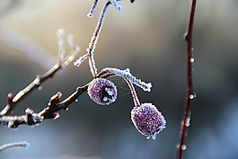 冬天,宏,水果