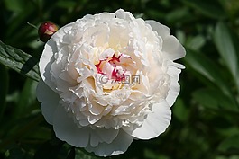 花,白,廠