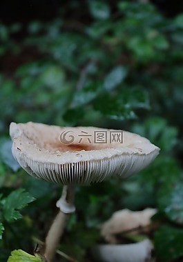 性質,綠色,生活